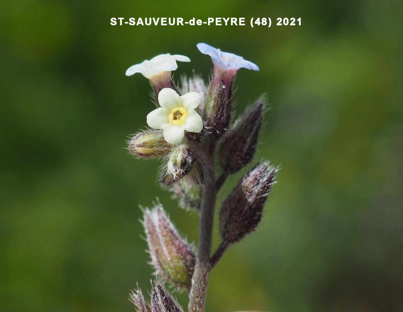 Forget-me-not, (Doubtful) flower